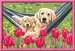 Numéro d Art - 31x21cm - Labradors et tulipes Loisirs créatifs;Peinture - Numéro d art - Image 2 - Ravensburger